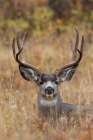 Mule Deer Buck Art Print